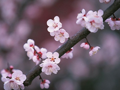 Hoa anh đào đặc trưng của mùa xuân nước Nhật